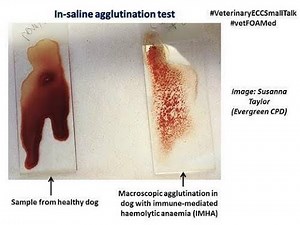 Slide Agglutination Test, Plate Agglutination Test, Tube Agglutination Test; Definition, Procedure