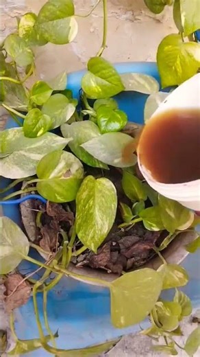 best liquid fertilizer for plants 🌱🪴#fertilizer #homegardening #tarrecegarden #ytshorts