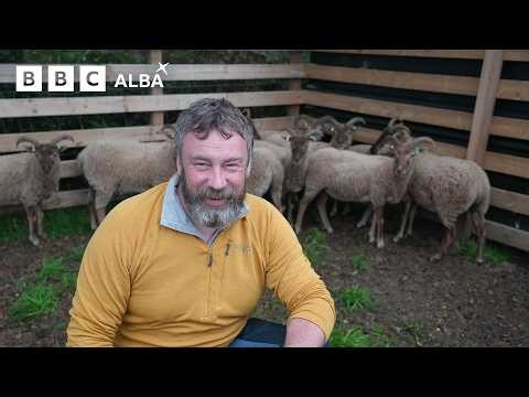 Buying TEN sheep - Cruit Phàdruig | BBC ALBA