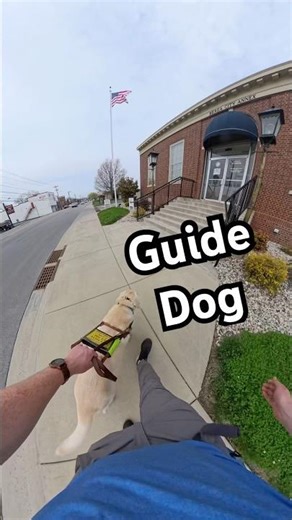 What is a gentle leader? #guidedog #dog #dogs