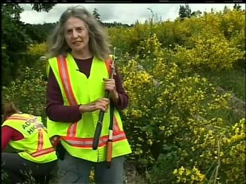 Broombusters Armed and Ready to take on Scotch Broom
