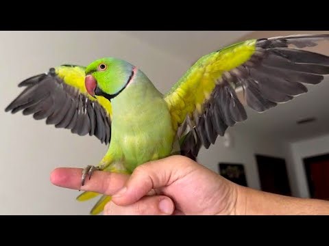 Parrot calling sounds ☝️ Play this to attract parrots #howtofindalostparrot #parrot #calling
