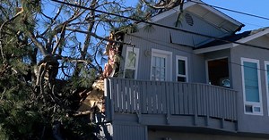 Being proactive can help lower risk of falling trees in San Diego