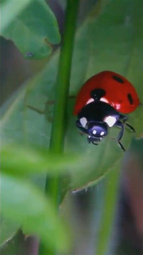 How Ladybugs Fight Predators with Smell! 🐞 #LadybugFacts #InsectDefense #shorts