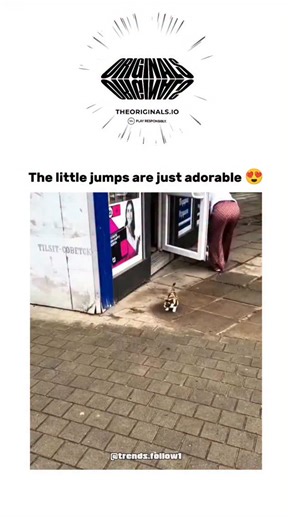 Viral Trending content on Instagram: "#onlyoriginals #theoriginals This X post features a 22-second video of a young calico cat playfully pouncing on pigeons outside a Russian shop, highlighting its clumsy yet endearing jumps that have garnered over 4,300 likes and 66,000 views within a day. Posted by @ThePetsX , an account dedicated to uplifting pet content, the video taps into the universal appeal of kitten playfulness, evoking joy through the cat's innocent hunting instincts without harm to t