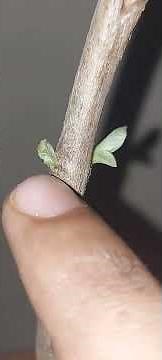 Axillary Bud and their importance