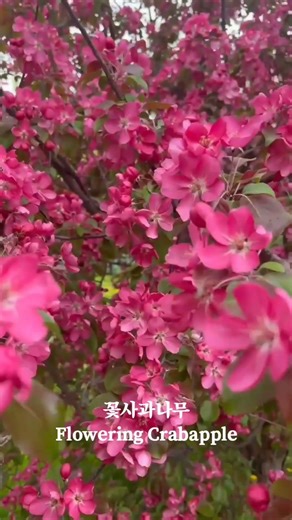 🌸 꽃사과나무 (Flowering Crabapple) ❤️ LA 거리에서 요즘 가장 많이 피는 봄 나무꽃 중 하나 @ 꽃말: 유혹, 사랑, 아름다운 추억