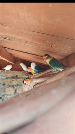 Lovebird Chirping | #lovebirds #chirping #birdsounds