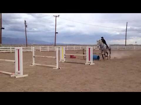 Jumping Percheron - Bounces