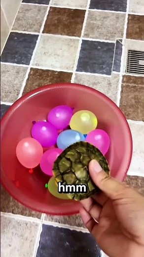 Where is the turtle’s home? 🥺