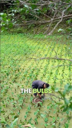 Swamp plants turned delicious