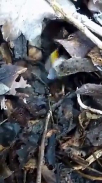 12K views · 933 reactions | Shhh! This bumblebee queen is settling...