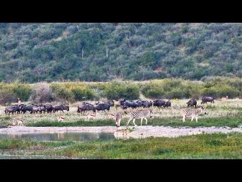 Safari in Fast Forward