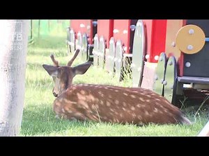 【LIVE】札幌・東区にシカが出没【シカでした】
