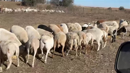 RANCH EWES These girls have been running with dorper and katahdin rams for a 40 day lambing window. Ran just like cows hands off. Come see us Saturday we’re gonna show you good ones all day | Reno County Stockyards