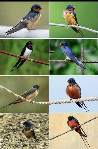 Barn Swallow- #birds #nature #uk #birdsong #usa #birdslovers