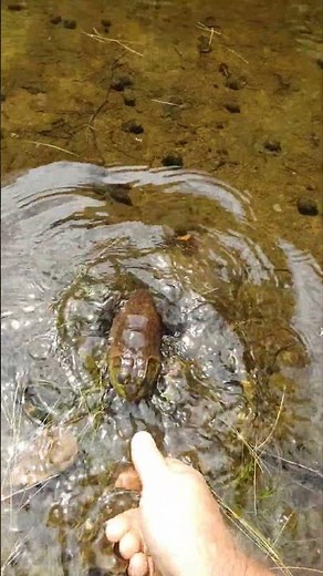 Bullfrog bites thumb during close encounter in Minden, Ontario