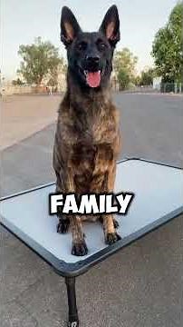 Dutch Shepherd - Most Fearless Dog You’ll Ever See
