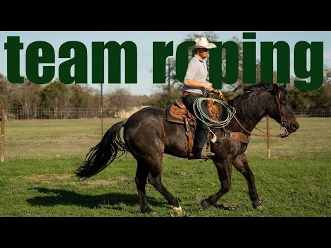 Best Rope for Team Roping Beginners