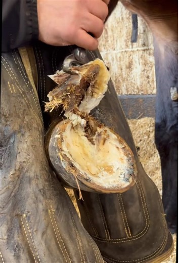 #farrier #horse #farriersoftiktok #asmr #animalwelfare | horses