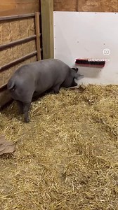 42K views · 2.4K reactions | Did you know this Pig fact?! | Kindness Ranch Animal Sanctuary | Facebook