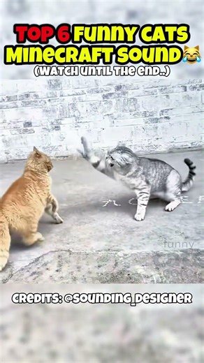 Top 6 funny cats Minecraft sound😹🔊 #minecraftshorts #cat #catshorts #catmemes #shorts