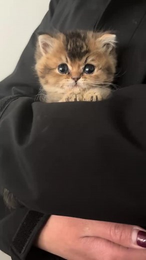 The Cutest Cats: Adorable Kittens and Their Quirky Behaviors