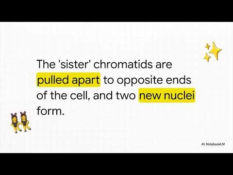 12 positive feedback system and childbirth