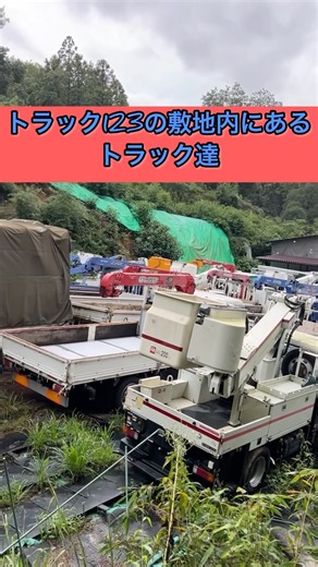 本日のトラック123 会社の敷地内の植物の様子を代表と観察します! 本日は曇り空です(-_-;) #トラック #クレーン #高所作業車 #ダンプ #平ボディ #働く車 #大阪 #交野 #トラック123