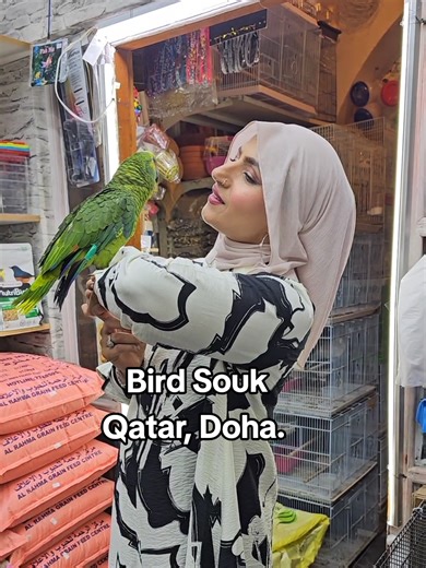 As-salamu alaykum and hi, loves. If you didn't know, I live in #Qatar #Doha , and we decided to visit the Souq Waqif and the Bird Souq located there, despite the war. Don't believe all the AI-generated media that's out there. This little bird and I fell in love at first sight, and there's a possibility of ownership. This 🦜 parrot is an Amazonia Blue-fronted Amazon. The blue-fronted Amazon (Amazona aestiva), also called the blue-fronted parrot, is commonly seen as a pet, both in South America an