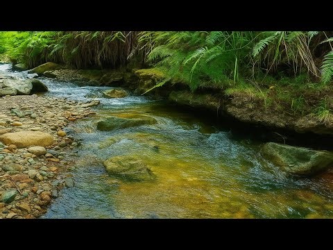 Melody of the Nature, Relaxing Stream Sounds, Birds Singing