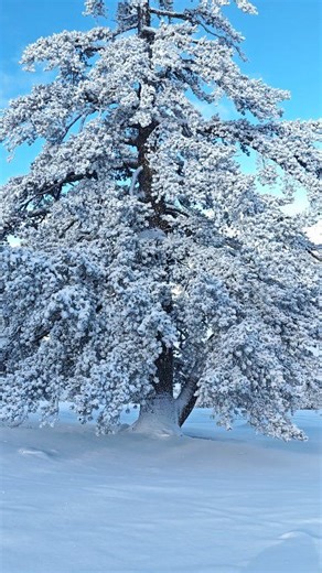 Χιονοδρομικό Κέντρο Βασιλίτσας 🏔❄️⛷️🏂 10.02 Video 📽 @profentzas #xionodromika #vasilitsa #snowboard #ski #freshsnow | Xionodromika.gr