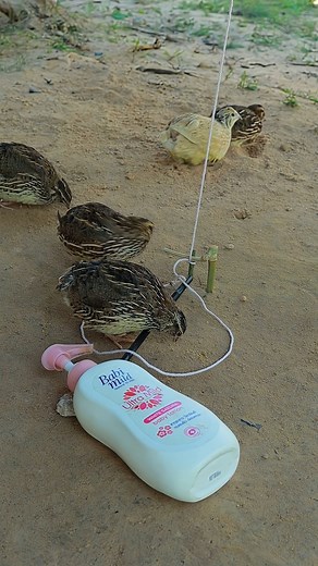 34K views · 165 reactions | Trap vs quail—totally unexpected! 勞 Comment your thoughts & follow!  #NatureMoments #WildlifeMagic #naturelovers | TrapTube | Facebook