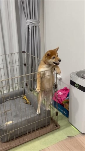 【生後4ヶ月】どうしても外に出たいパピー時代のさくちゃんの主張が強すぎるｗ #柴犬 #shibainu #犬のいる暮らし #shorts