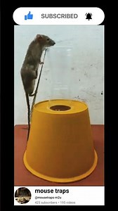 Mouse Trap Idea 🐭 | Best DIY Rat Trap That Works 100%
