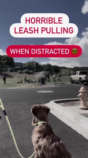 I may step on some toes when I say this, but… 👀 The dog owners that have the least business training in difficult environments are often the ones seeking them out the most 🙊 Unless your dog has shown you excellence in easy locations and built a reinforcement history there, don’t take them to hard training places. They WILL fail. If your dog is doing perfectly leash walking in your living room or backyard that’s not a bug 🐛 it’s a feature of the method ✨ Always go back in difficulty if your do