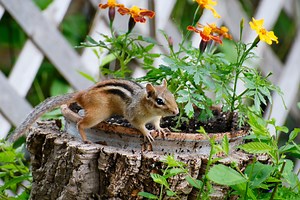 10 EASY Ways to Keep Chipmunks out of Your Garden for Good