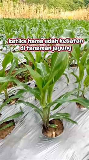 🗣.Ketika hama menyerang tanaman jagung gimna solusinya? Berikut adalah tindakan spesifik berdasarkan jenis hama yang menyerang: 📍.Ulat Grayak (Spodoptera frugiperda): Serangan sering terjadi pada daun muda hingga tongkol. Pengendalian dengan bahan aktif lamda sihalotrin, emamektin benzoat, indoksakarb, atau klorantraniliprol. Bisa menggunakan agen hayati seperti Metarhizium atau NPV/antigra. 📍.Penggerek Batang (Sesamia inferens): Menyerang batang dengan membuat lubang, menyebabkan batang pata