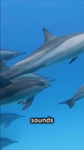 How Dolphins Use Echolocation