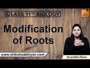 Modification of Roots | Morphology of Flowering Plants | CBSE Class 11 Biology