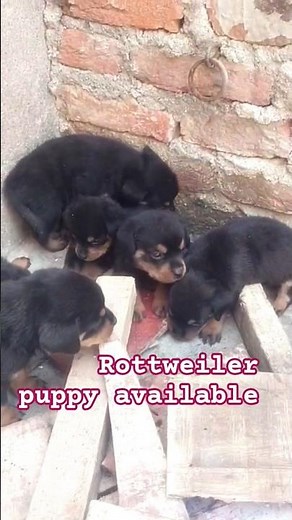Rottweiler puppy for sale super quality