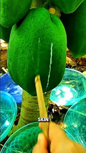 What Papaya Milk Is Used For Is Unexpected