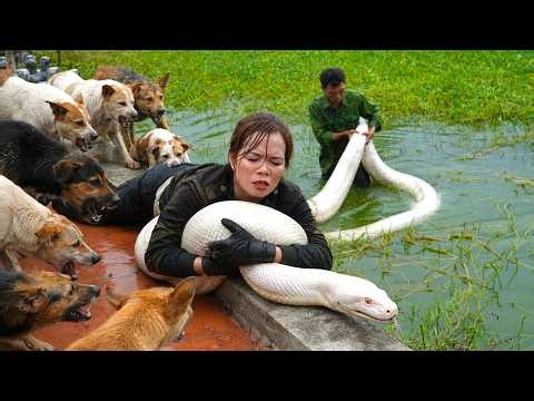 72 Hours Of Terror: Hedgehogs and Dogs Team Up to Drive Giant Python Out of Home