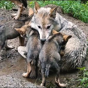 230K views · 10K reactions | Love like wolves 殺 #SaveTheLobo | Wolf Conservation Center | Facebook