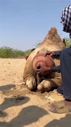 رجل ينقذ طفلاً من جرة خلف الجمل #shortsfeed
