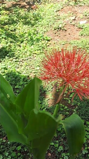 Bunga Desember mekar di bulan september merah merona