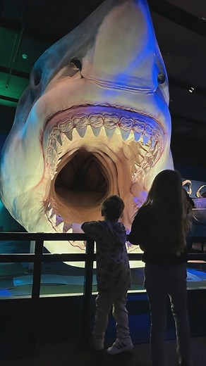 Took the fam down to the Bob Bullock Texas State History Museum today to see the Shark Exhibit and some cool state history including the dynasty that is @ttumeatscience #MyTexas | Josh Abbott Band