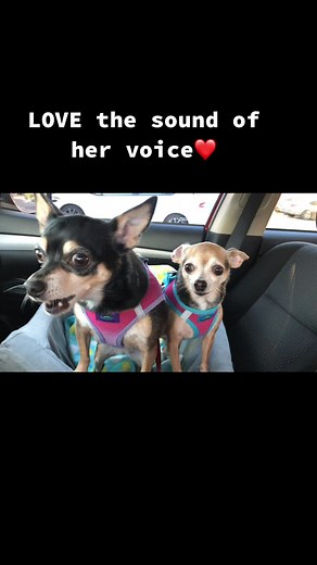#chihuahuafanclub #chihuahuas #goodvibes #happy #barking #barkingdog