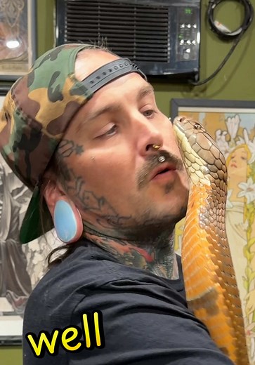 King Cobra Kisses: An Unexpected Encounter