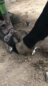 Cleaning horse hooves🐴😳 To all silent members of this group. Today is your day. Just say Hello, so we'll know you're still here.😊 | Doctor Pimple